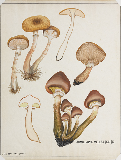 Armillaria mellea